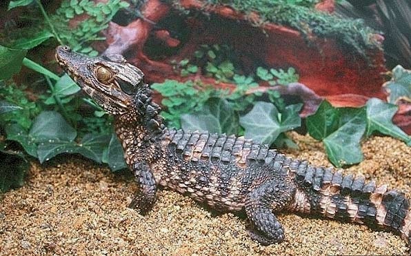 1861)是世界上体型最小的 a href="#" data-lemmaid="328752">鳄鱼 