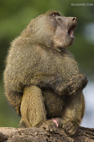  p>狒狒(学名: i>papio /i>):灵长目 a target="_blank" href="/item