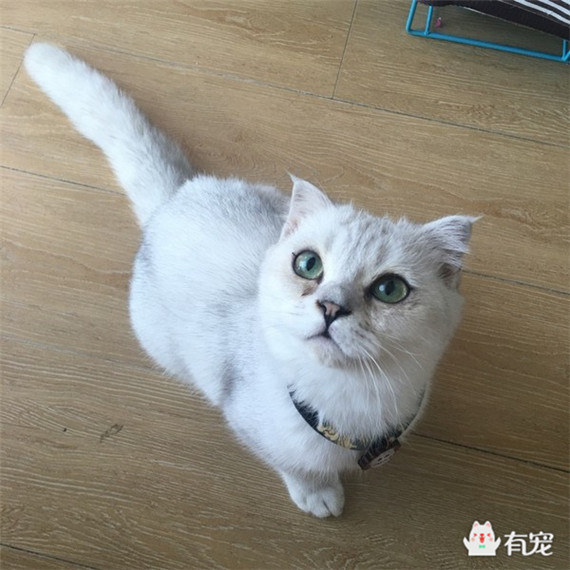 猫没狗忠诚? 这真是冤枉它了!_百科TA说