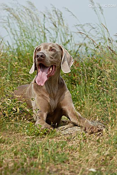  p>威玛猎犬(weimaraner)又称 a href="#" data-lemmaid="10426004">