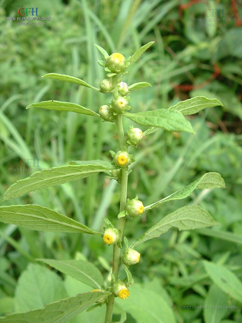 为菊科天名精属植物天名精 i>carpesium abrotanoides /i> l.的全草.