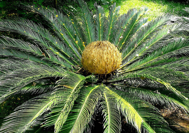 cycas pectinata griff.