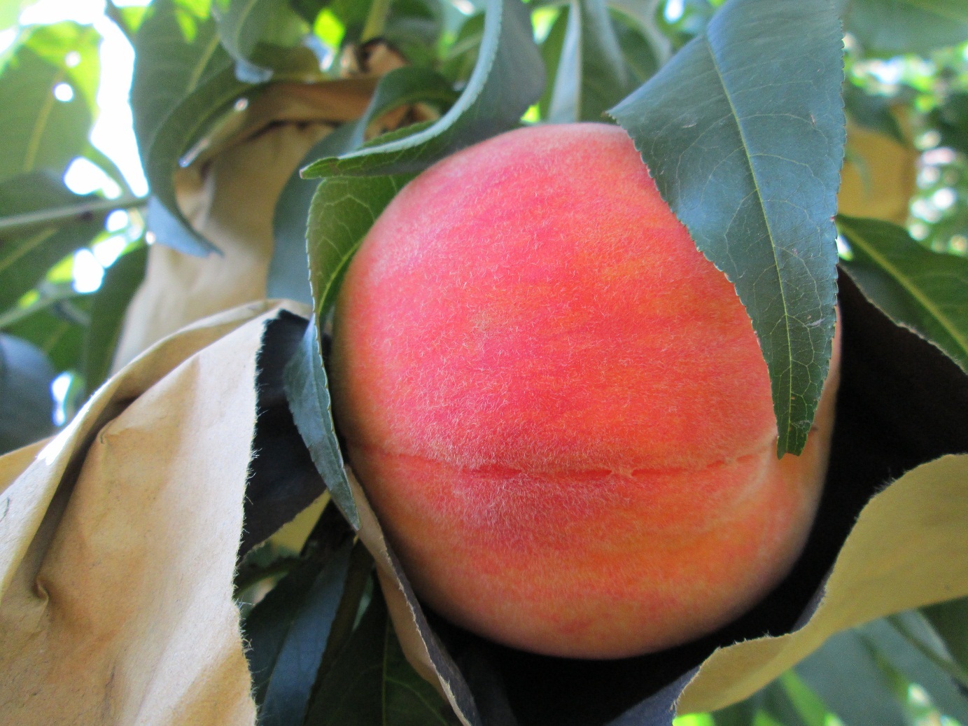 充分成熟时柔软多汁,通常粘核,耐贮运,是水蜜桃中较有名的一个品种