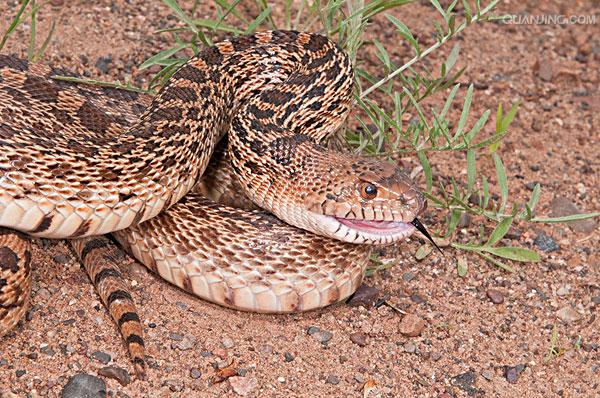  p>游蛇科 (colubridae)动物, a href="#" data-lemmaid="8074290">学