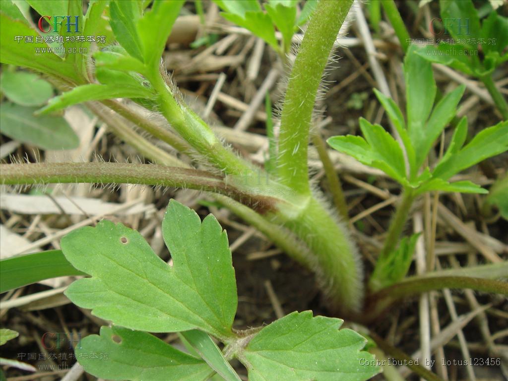 为毛茛科毛莨属的植物.多年生草本.须根伸长簇生.