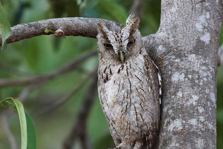  p>鸣角鸮多种西半球产角鸮属(otus)鸟类的统称,是 a href="#" data