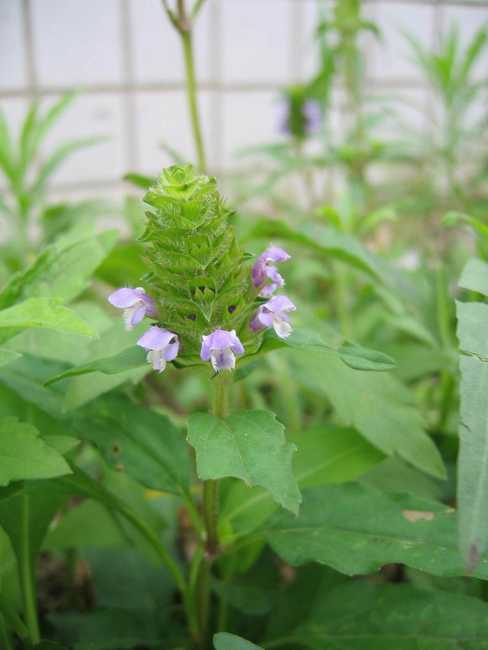  p>夏枯草(学名: i>prunella vulgaris  /i>l),别名:麦穗夏枯草,铁线