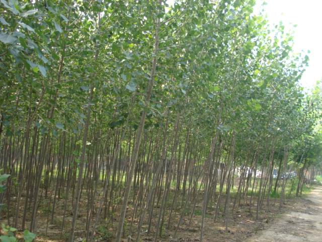 常用的名字叫108号杨树,是从意大利引种的一种速生性杨树品种,特点是