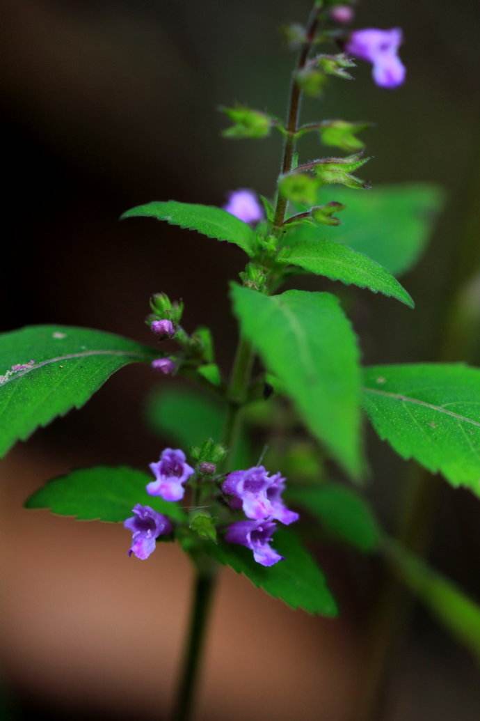  p>小花荠苎,别名有野香薷,是 a data-lemmaid="2381957">唇形科 /a>