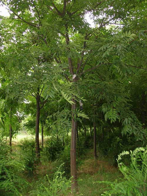 hill),漆树科南酸枣属 a target="_blank" href="/item/落叶乔木