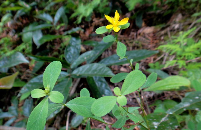  p>扬子小连翘(学名:hypericum faberi r.