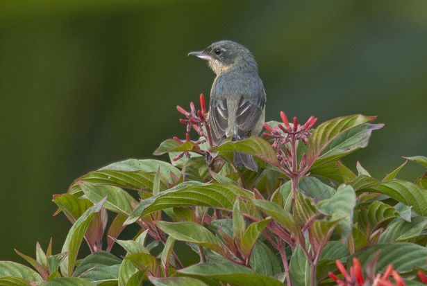  p>锈色刺花鸟是一种脊索动物门,鸟纲,雀形目,鹀科,刺花鸟属类生物