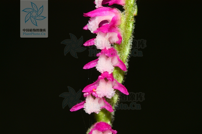  p>绶草属,约50种,分布于全球北温带,少数种类也见于热带亚洲与南美洲