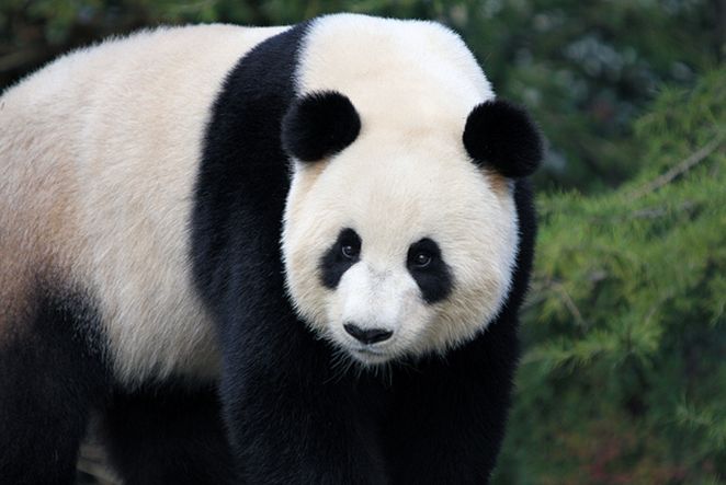 大熊猫