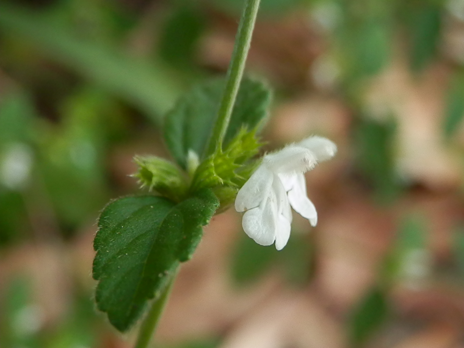  p> b>绉面草 /b>(学名: b> i>leucas zeylanica /i> /b>),为唇形科