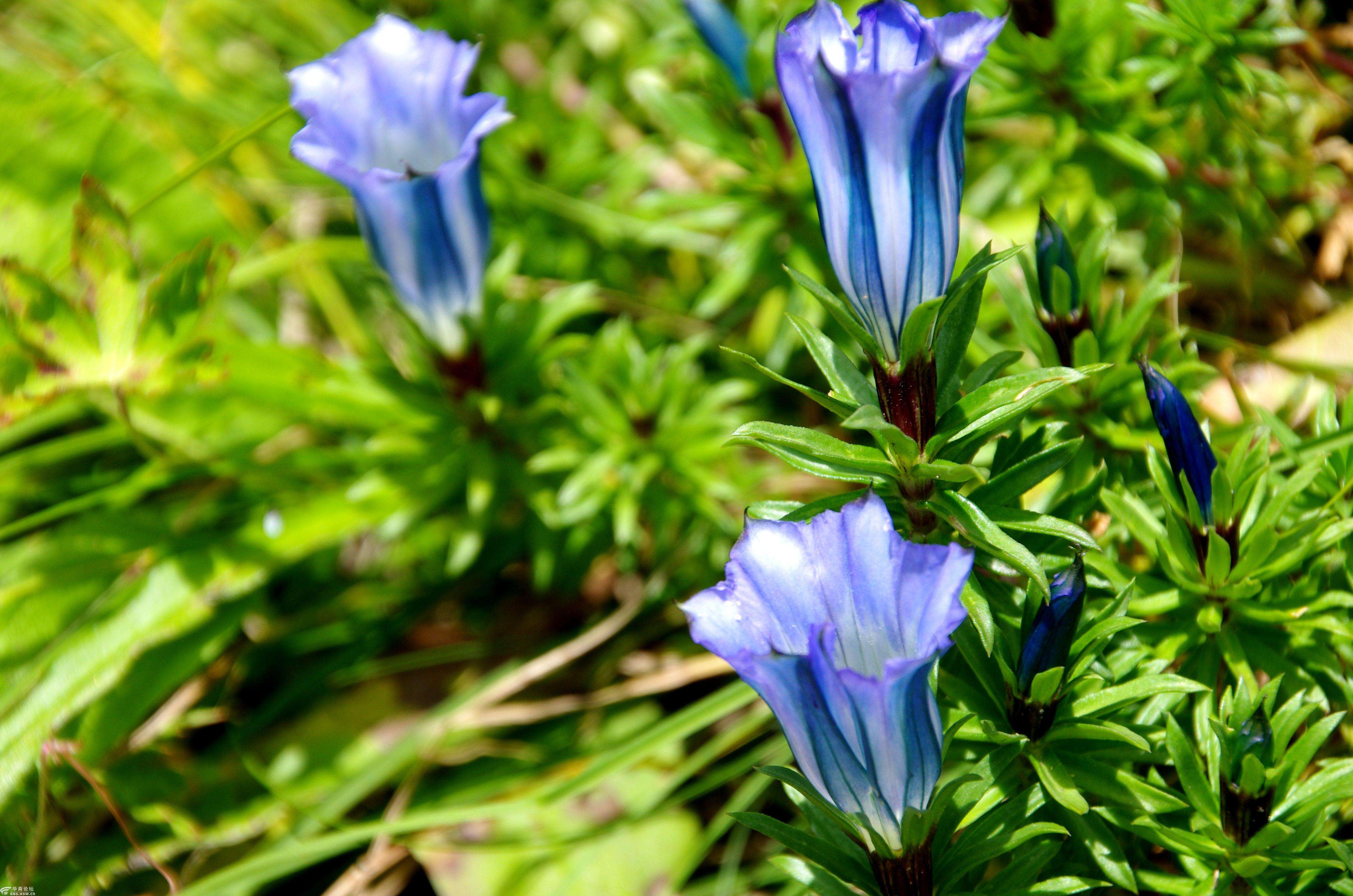  p>红花龙胆( i>gentiana rhodantha /i> franch. ex hemsl.