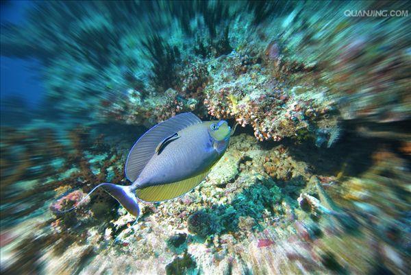  p>角鱼(学名: i>epalzeorhynchos bicornis /i>)属鲤科野鲮亚科角鱼