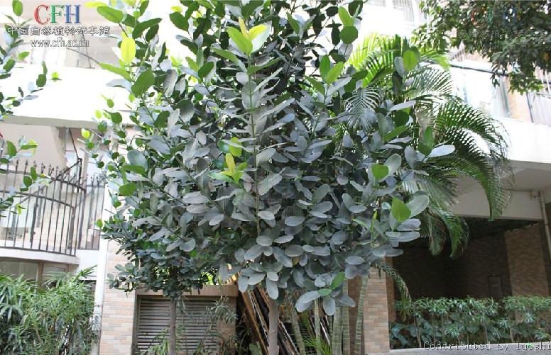  p> a href="#">菲岛福木 /a>,别名:福木,福树,拉丁文名:garcinia sub