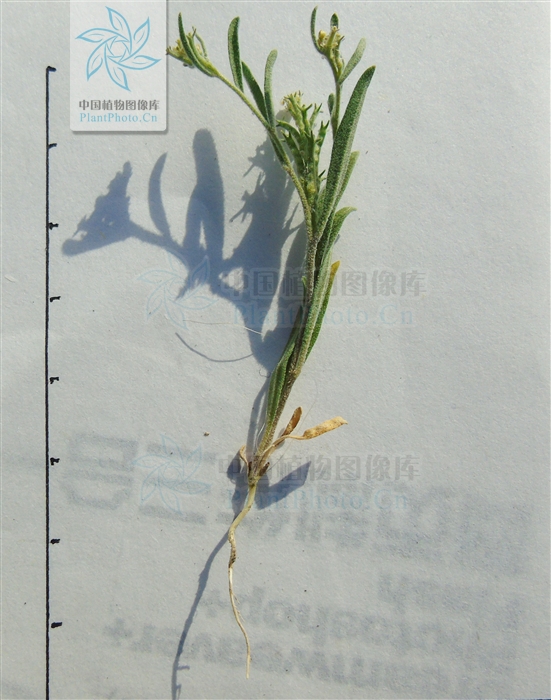 tetracme quadricornis