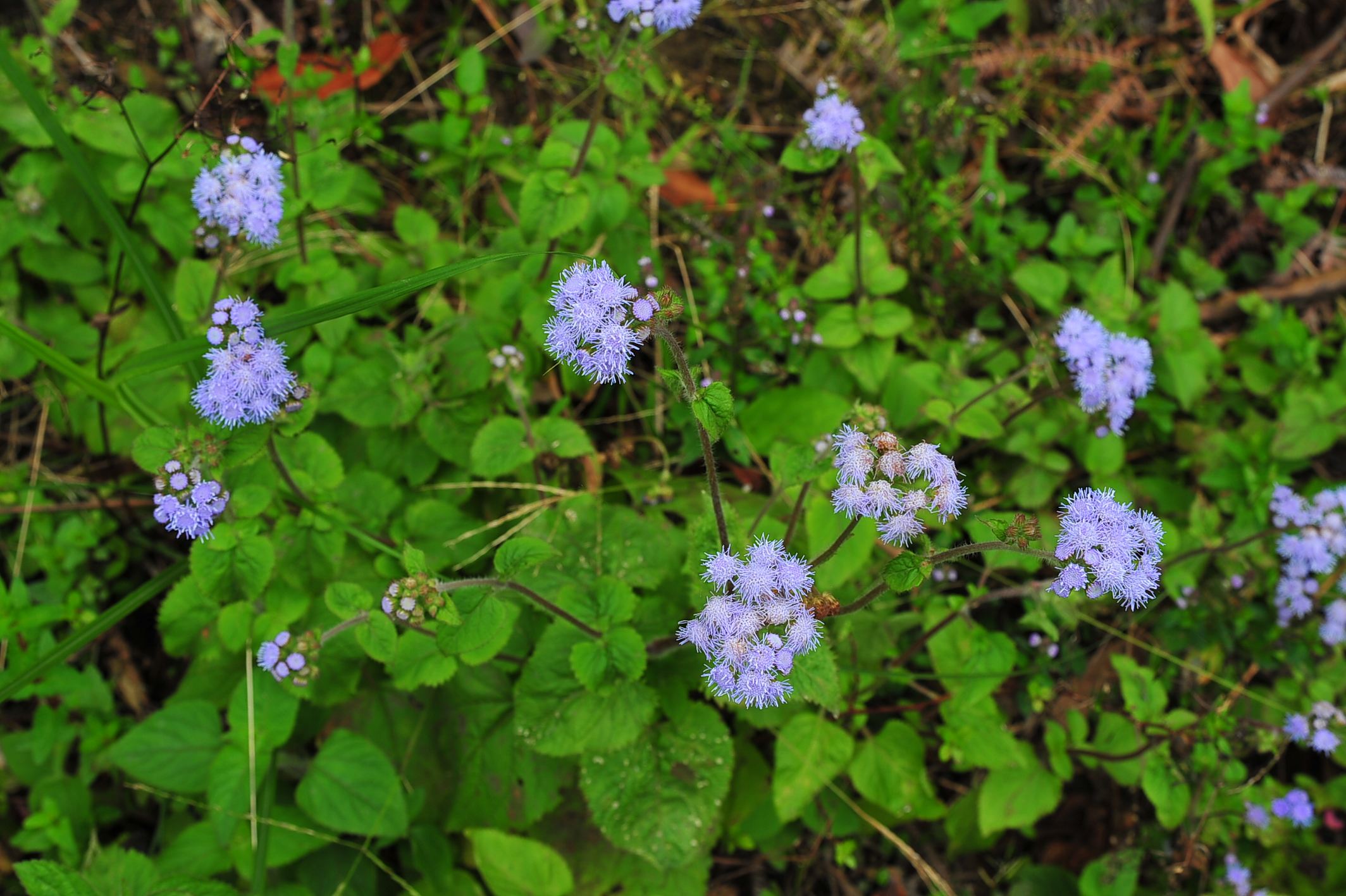 一年生草本,高50-100厘米,有时又不足10厘米.