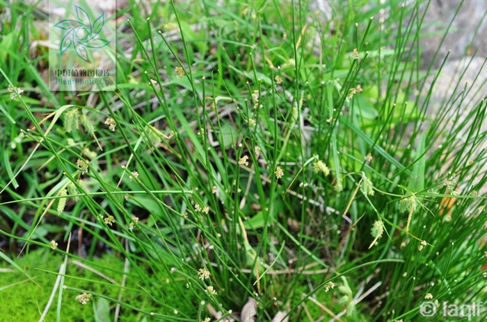  p>多年生草本,高25-65厘米.根状茎短而横走,须根黄褐色.