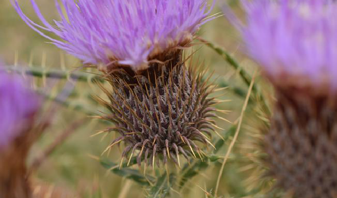  p>肋果蓟属(学名:ancathia dc.