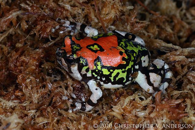  p>红犁足蛙(学名:scaphiophryne gottlebei),又名 a target="_blank"