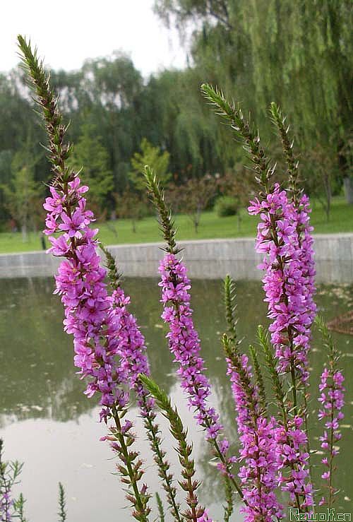 lythrum intermedium ledeb.