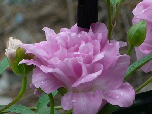  p>藤牡丹学名 a href="#" data-lemmaid="7806485">缠枝牡丹 /a>( i>