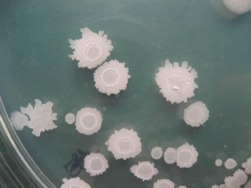 芽孢八叠球菌属