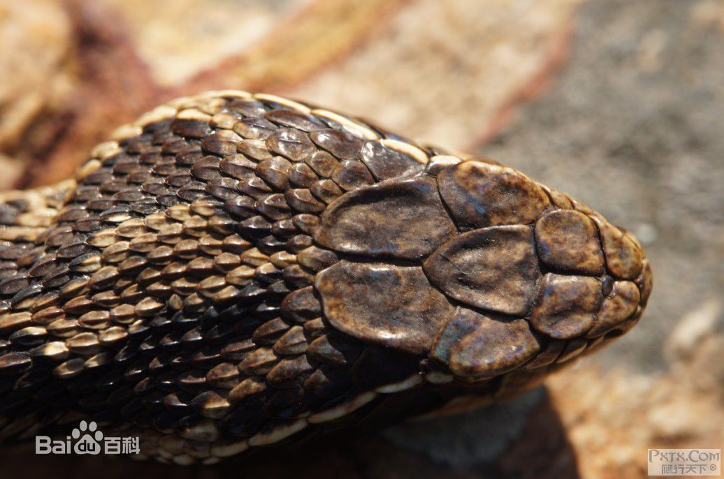  p data-id="gnx815dgjs">土脚蛇, a target="_blank" href="/item