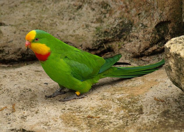  p>超级鹦鹉(学名:polytelis swainsonii)是典型的 a href="#" data