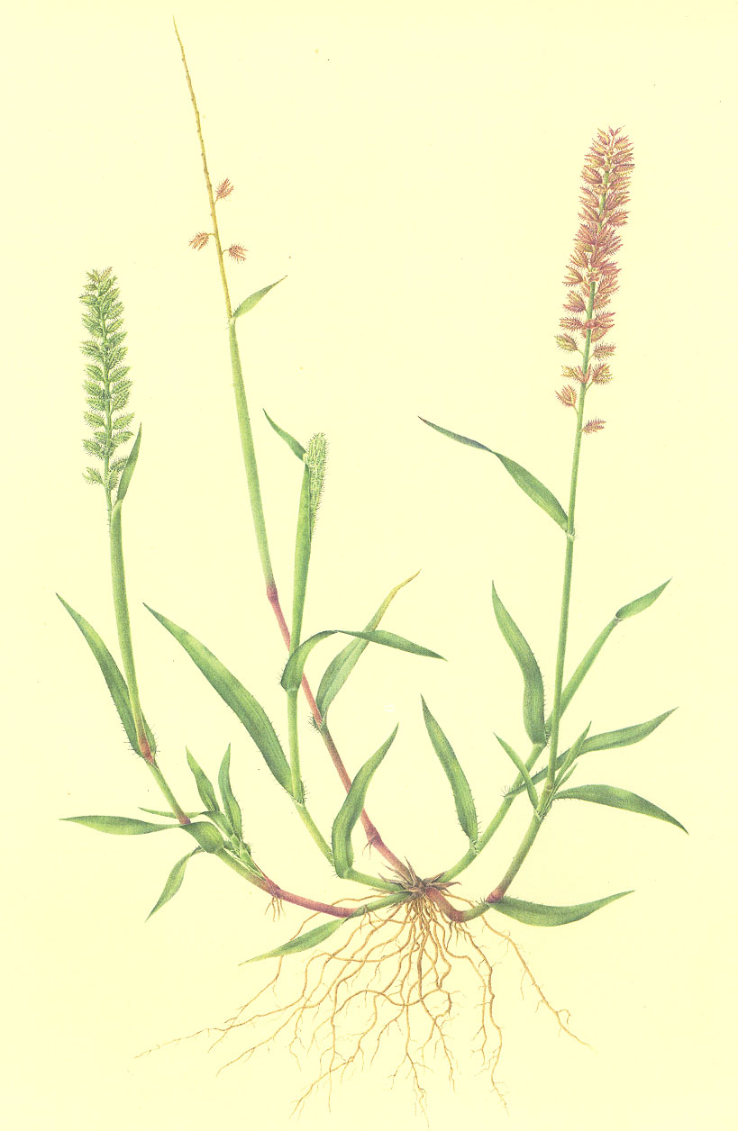  p>锋芒草属(学名:tragus hall.)是禾本科下的一属.