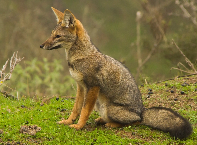  p>南美灰狐(学名: i>lycalopex griseus /i>):是一种小型南美洲 a