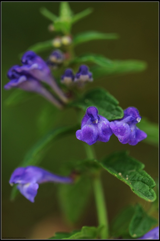 微柔毛并头黄芩