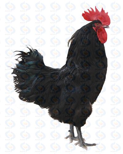 所利用 a target="_blank" href="/item/澳洲">澳洲 /a>黑鸡作为父本