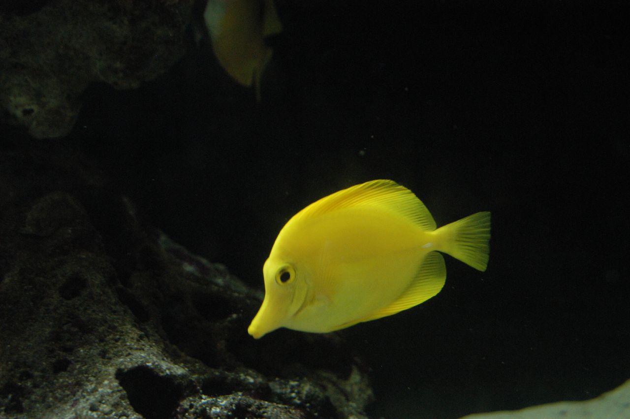  p>黄高鳍刺尾鱼(学名: i>zebrasoma flavescens /i>)其体卵圆而侧扁