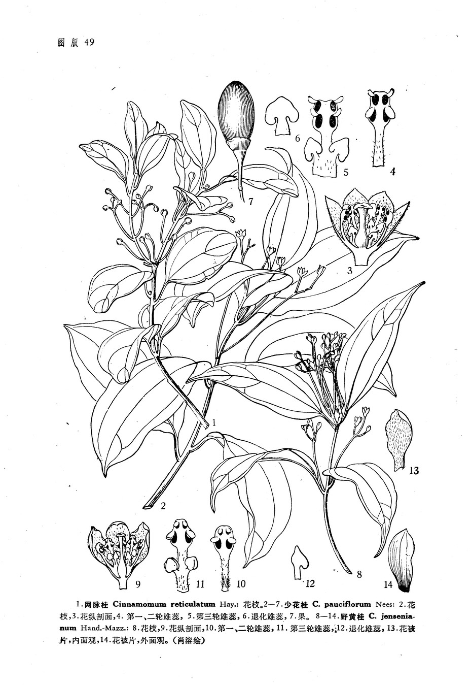 小 a href="#" data-lemmaid="33239">乔木 /a>,高不达6米;树皮灰褐色