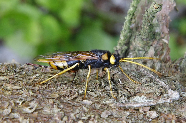  p>泰加大树蜂, i>urocerus gigas taiganus /i> beson,树蜂科大树蜂