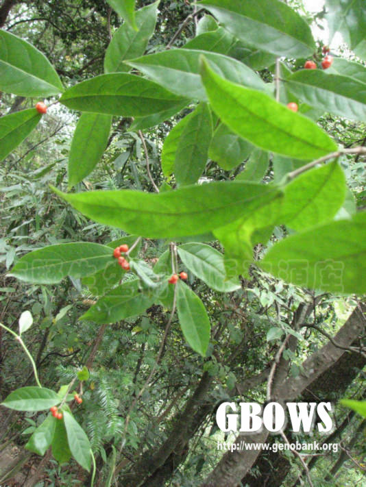 是茜草科巴戟天属植物,有时呈披散 a target="_blank" href="/item