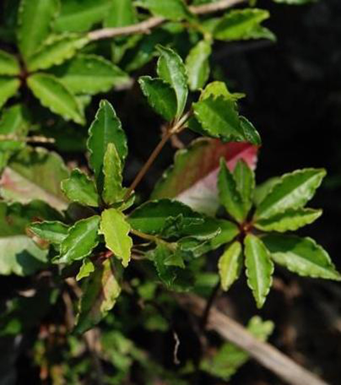  p>细罗伞,小 a href="#">灌木 /a>,高达35厘米,有时具 a href="#"