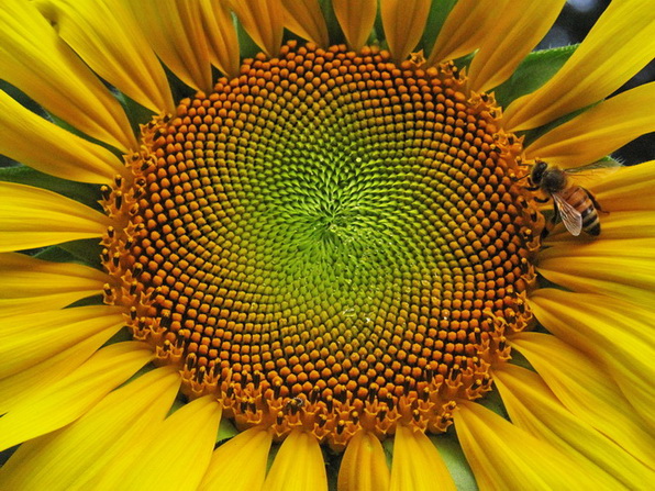  p>向日葵花盘是菊科植物向日葵的花盘,具有清热,平肝,止痛,止血等