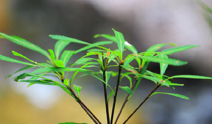  p>细叶石斑木(学名:rhaphiolepis lanceolata hu),是 a>蔷薇科 /a>