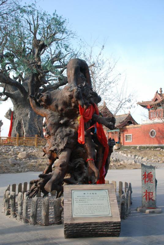 千年槐根_百度百科