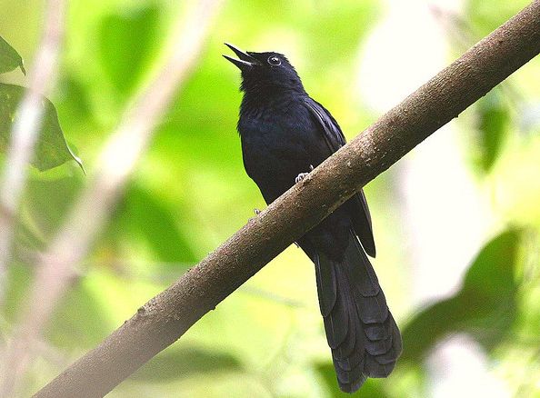  p>鹊鸲(学名: i>copsychus saularis /i>):为雀形目,鹟科,鹊鸲属的