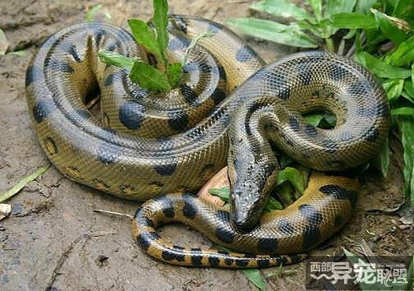  p>亚马逊森蚺(学名: i>eunectes murinus /i>),是当今世界上最大的蚺