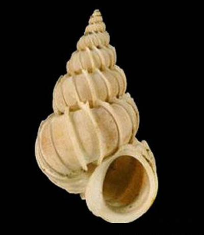  p>双旋海蛳螺是一种异腹足目,海蛳螺科类生物,螺壳尺寸28 mm.