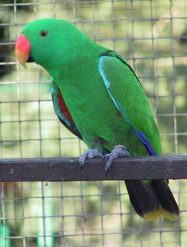 塔宁巴岛折衷鹦鹉