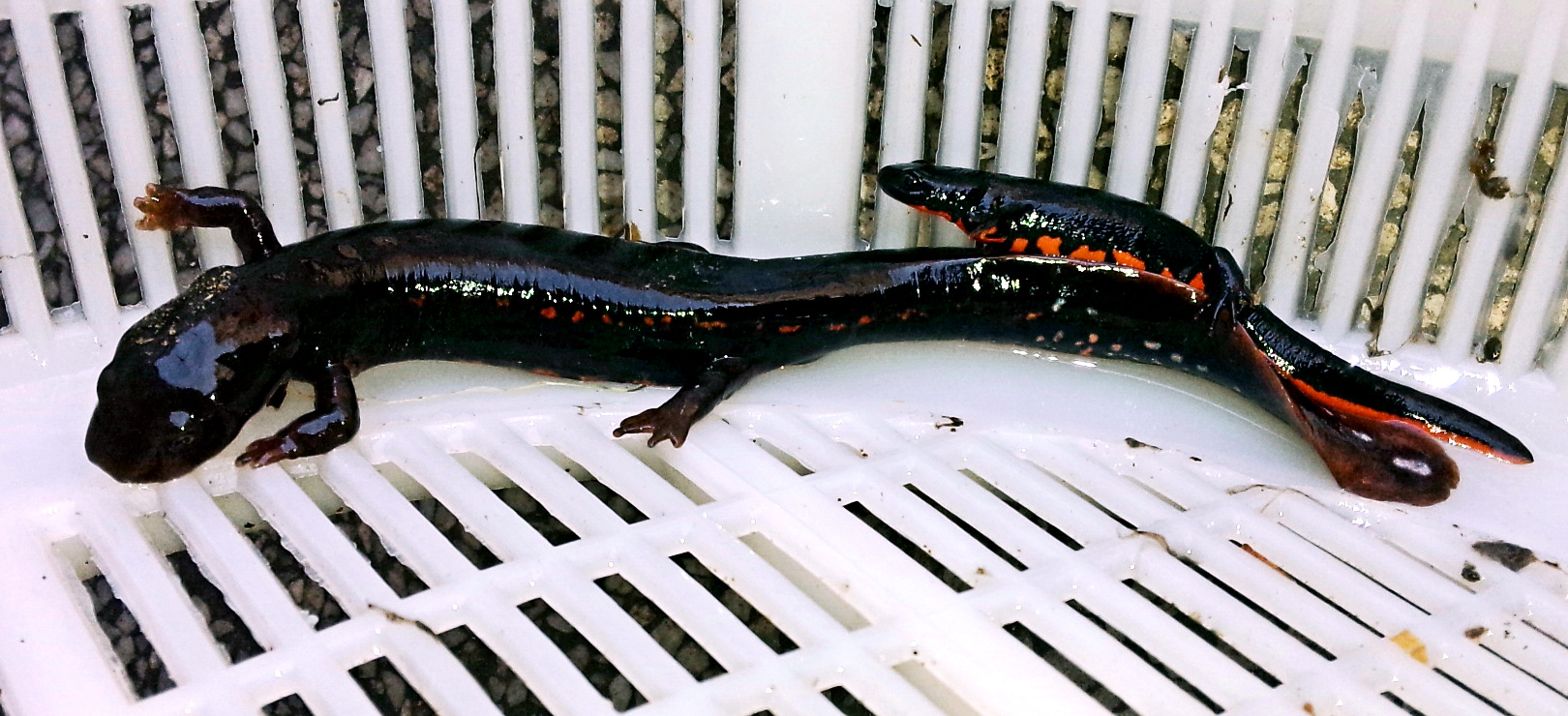  p>大蝾螈(学名:andrias davidianus),又名火 a>蜥蜴, /a>全长12-15