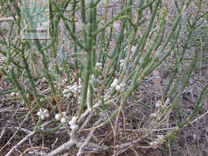  p> a href="#" data-lemmaid="3343149">假木贼属 /a>( anabasis l .